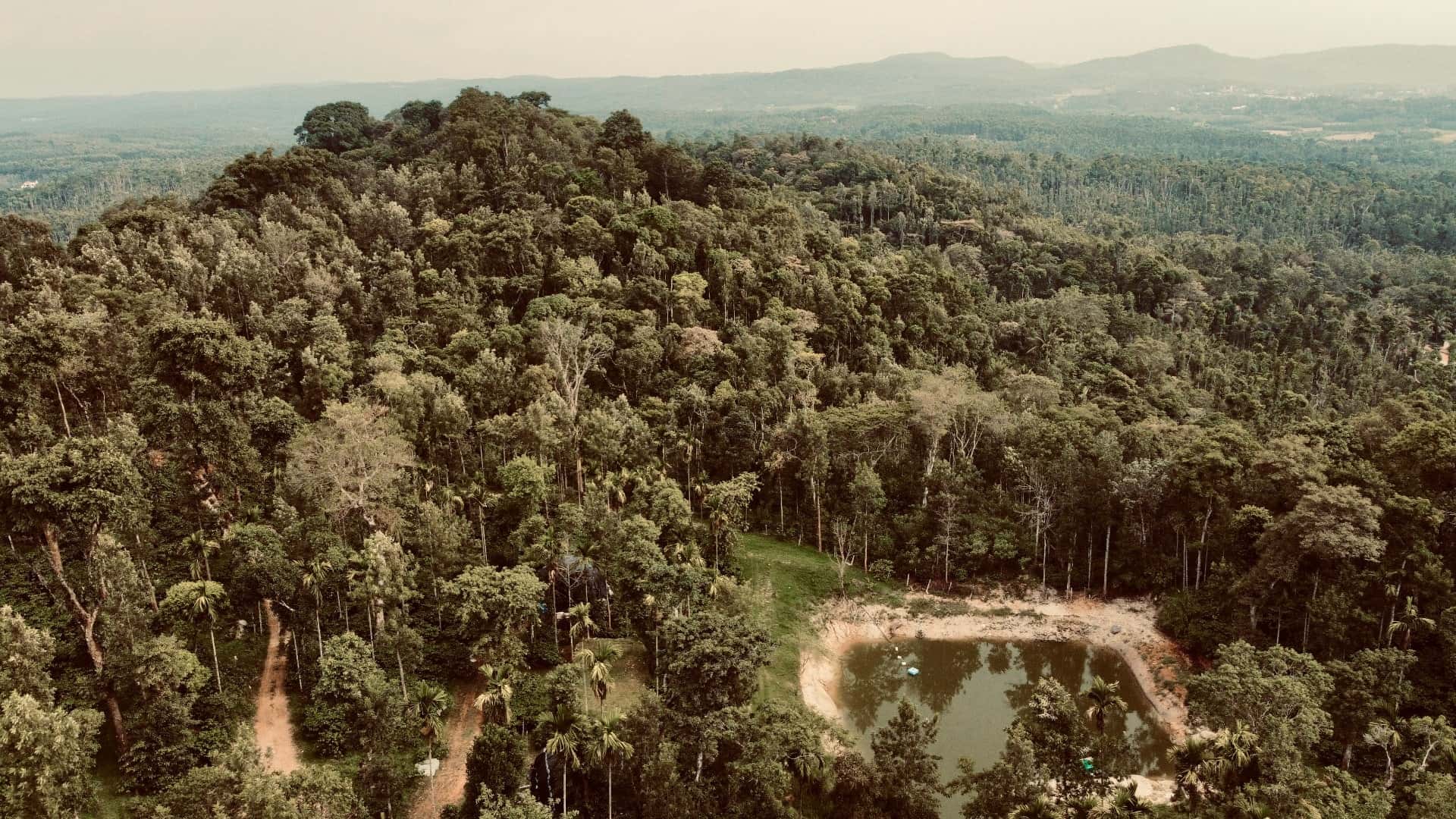 The estate canopy seen from above, with a pond among the trees.