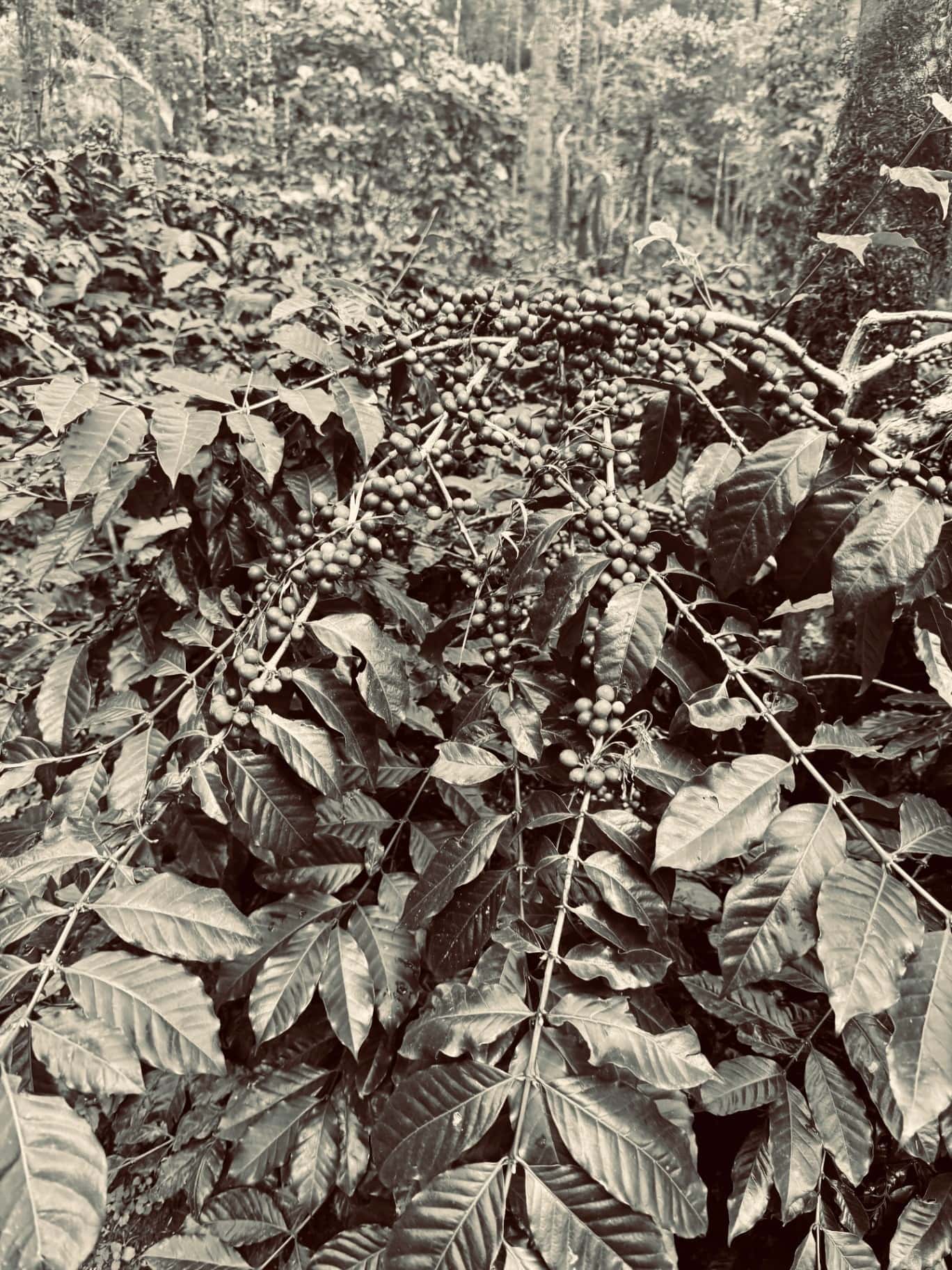 Clusters of green coffee cherries on the branch, photographed in black and white.