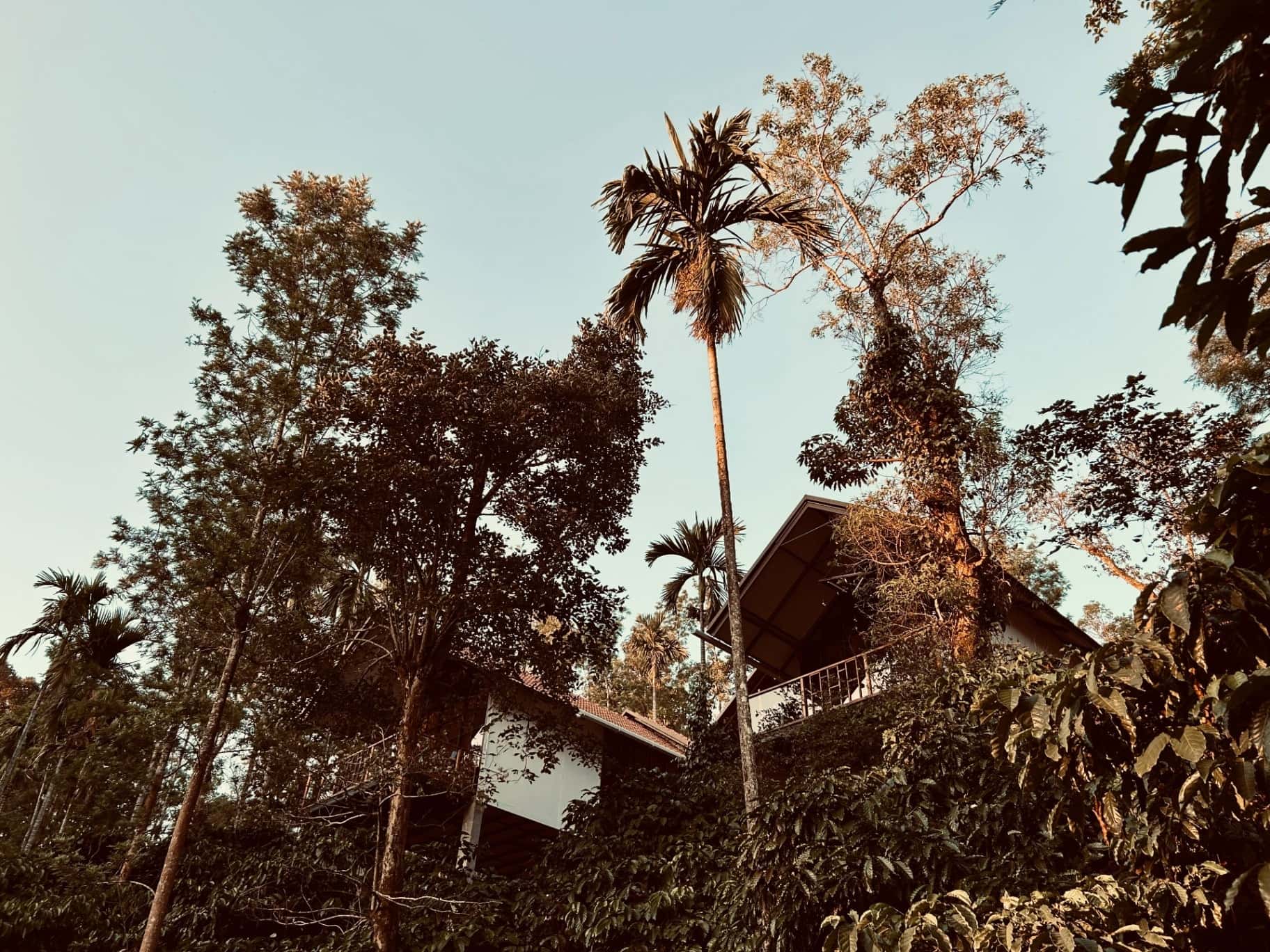 A small cottage among tall trees and coffee, in late light.