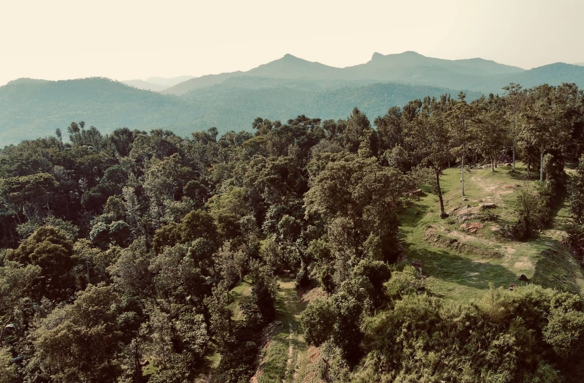 The estate seen from above: coffee under shade trees, with the hills beyond.