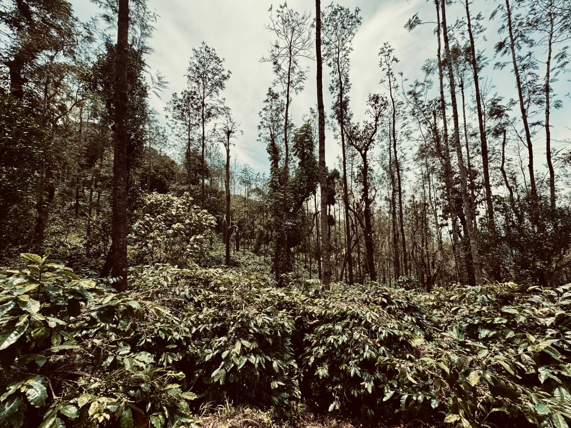 Coffee bushes growing beneath tall native shade trees.